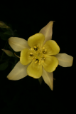 Aquilegia chrysantha RCP5-2012 205.JPG